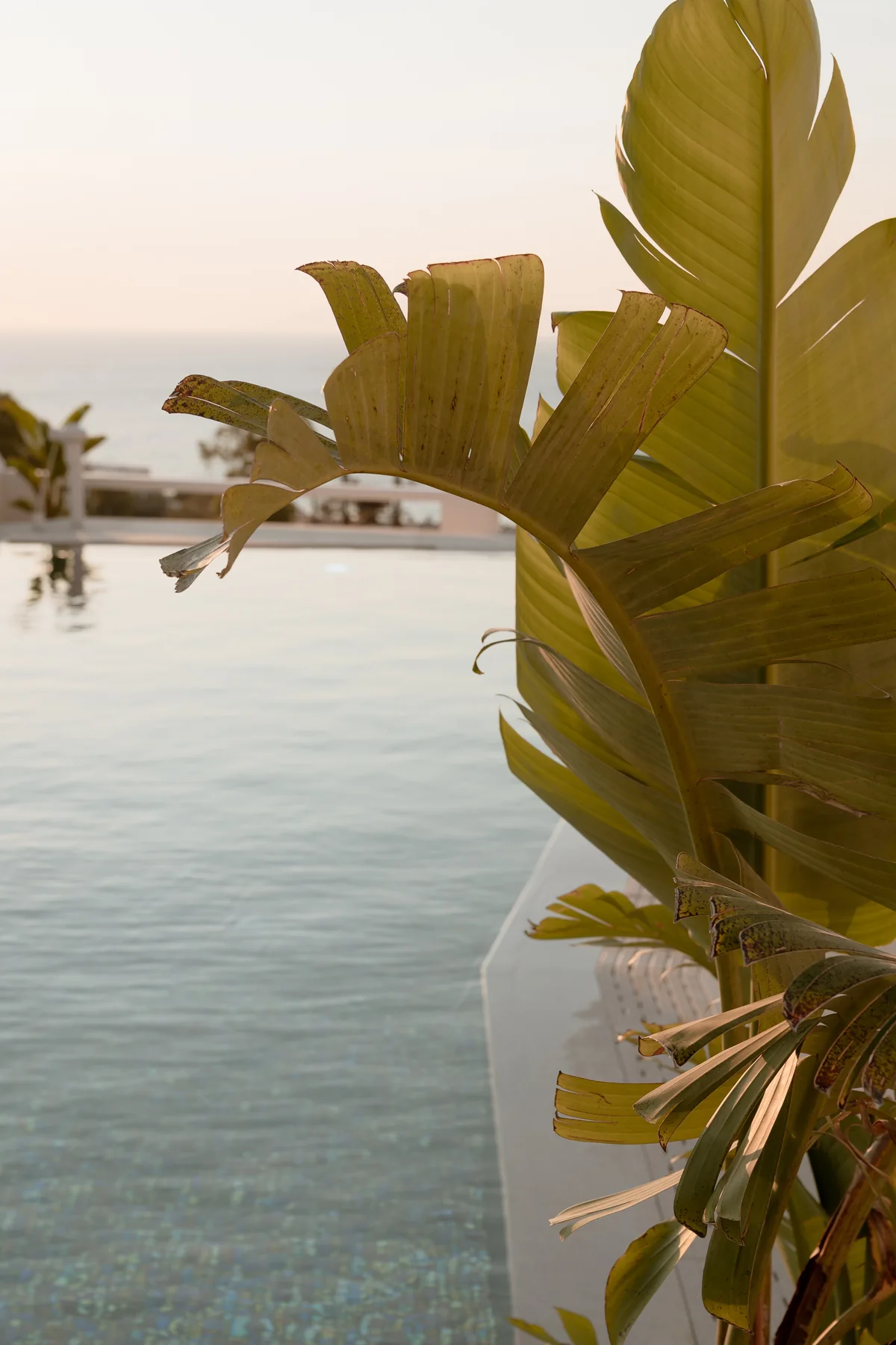 Mon Signor pool and greenery